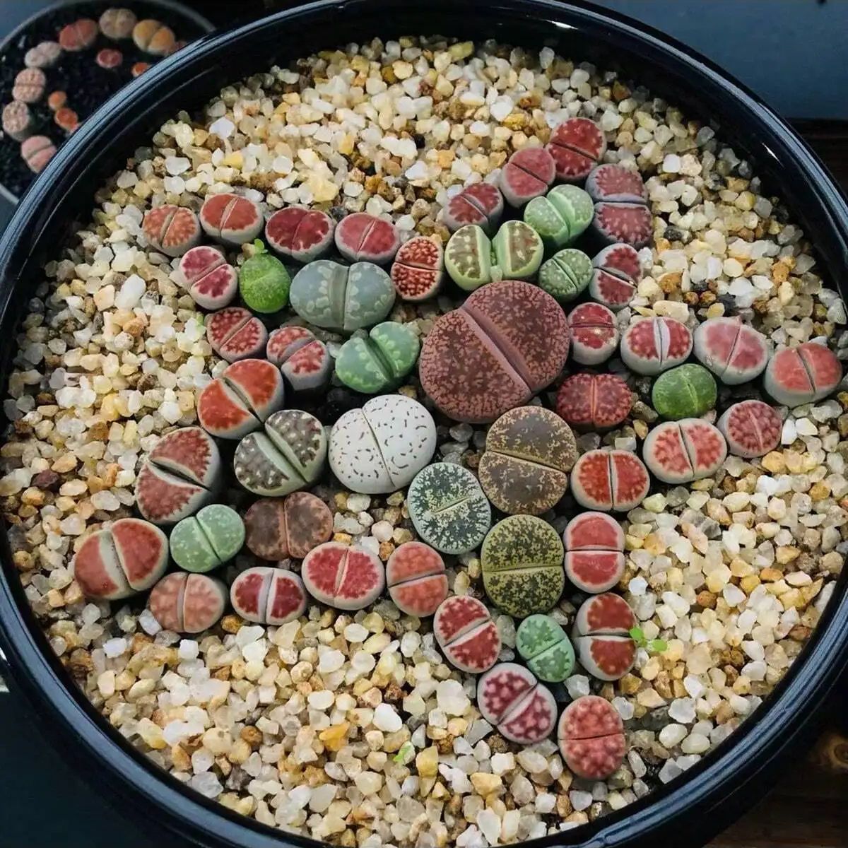 1 unidad-250g de cristales nat - Aquarium Marine Sand reseña y precio